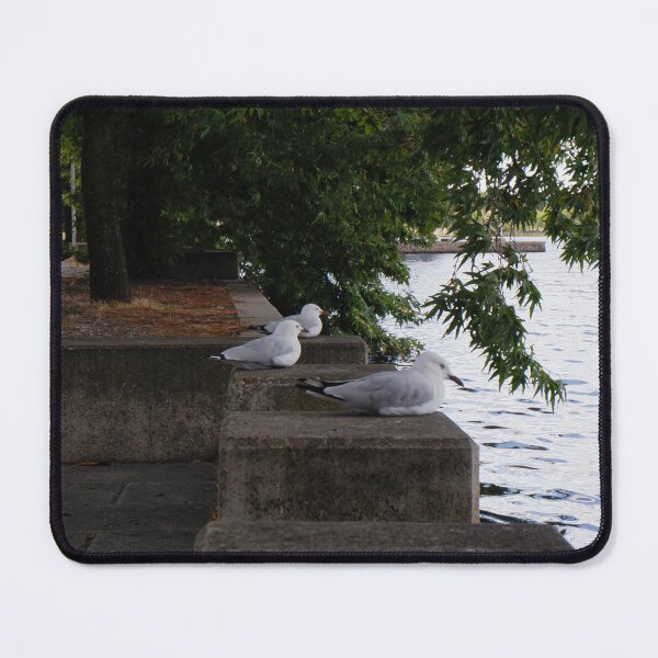 Item preview, Silver Gulls at Rest - Lake Burley Griffin, Canberra designed and sold by Surverta.
