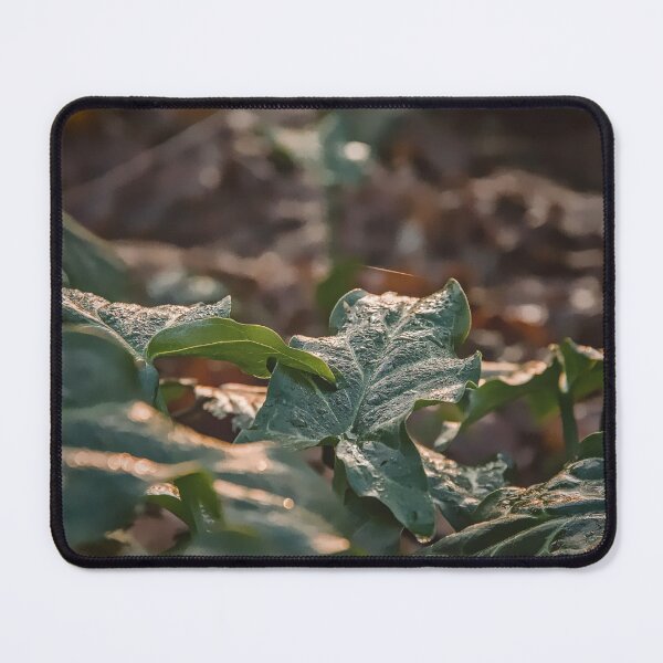 Item preview, Golden Hour Glow on Forest Ivy designed and sold by ShotsbyDesiree.