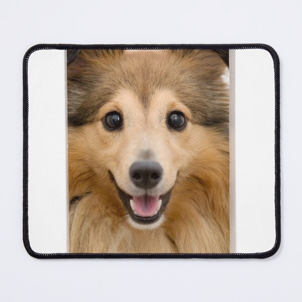 Item preview, Shetland Sheepdog Peeking Through Narrow Opening designed and sold by katifinell.