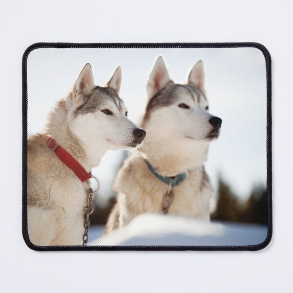 Item preview, Siberian Huskies in Snowy Winter Landscape designed and sold by katifinell.