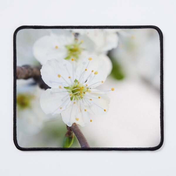Item preview, White Cherry Blossoms on Branch with Soft Background designed and sold by katifinell.