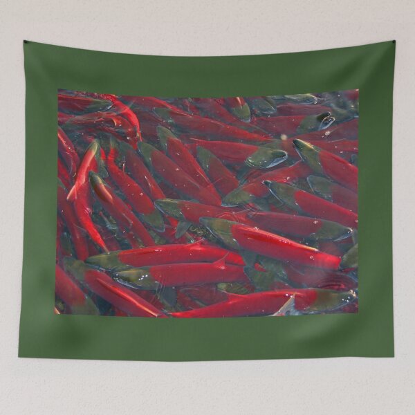 Item preview, Spawning Salmon, Sockeye, Alaska designed and sold by AlaskaExtreme.
