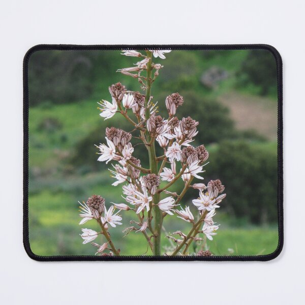 Item preview, White Wildflower Blooming on Tall Stem in Green Meadow Landscape Close-Up Photography designed and sold by Nmallia.