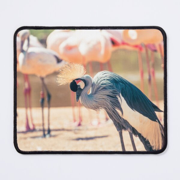 Item preview, Grey crowned crane in a crowd of pink flamingos designed and sold by 1DCX.