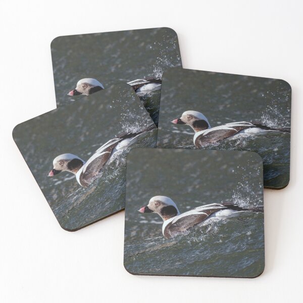 Item preview, The long-tailed duck  designed and sold by Tom McPherson Photography.