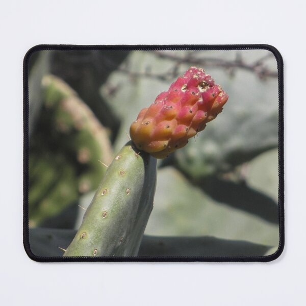 Item preview, Close-Up Of Prickly Pear Cactus Fruit On Opuntia Pad In Sunlit Desert Vegetation designed and sold by Nmallia.