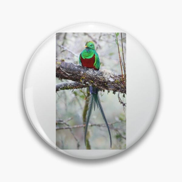 Item preview, Resplendent Quetzal designed and sold by James Cumming.