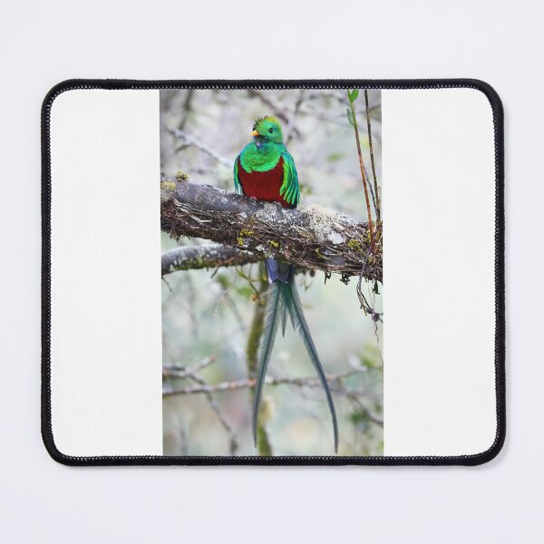 Item preview, Resplendent Quetzal designed and sold by James Cumming.