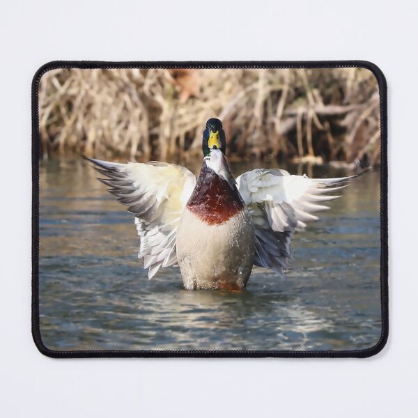 Item preview, A mallard drake on a pond with its wings spread and a fish in its beak. designed and sold by NaturePhotography.