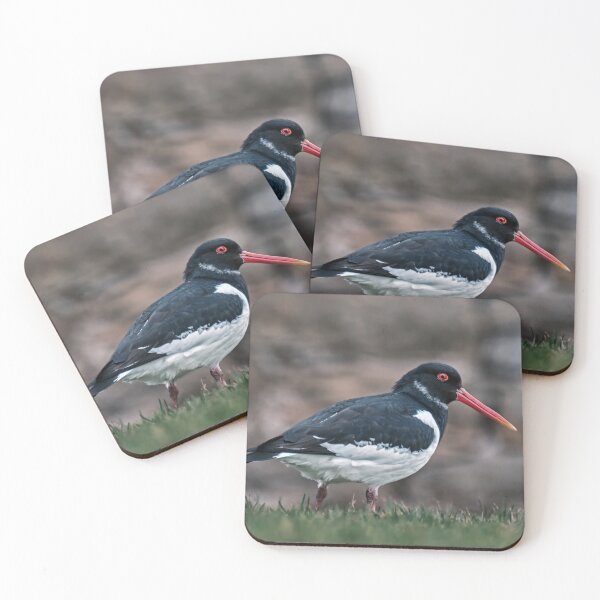 Item preview, Oystercatcher designed and sold by Tom McPherson Photography.