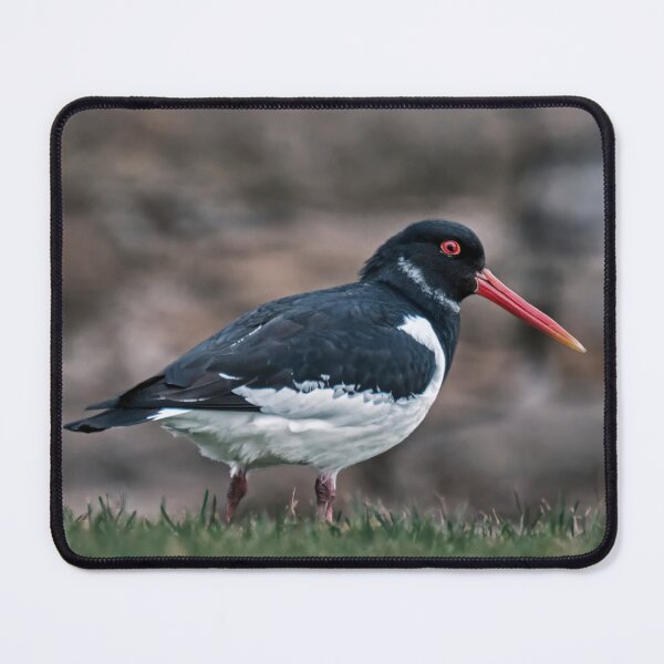 Item preview, Oystercatcher designed and sold by Tom McPherson Photography.