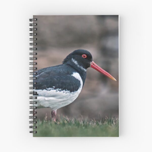 Item preview, Oystercatcher designed and sold by Tom McPherson Photography.