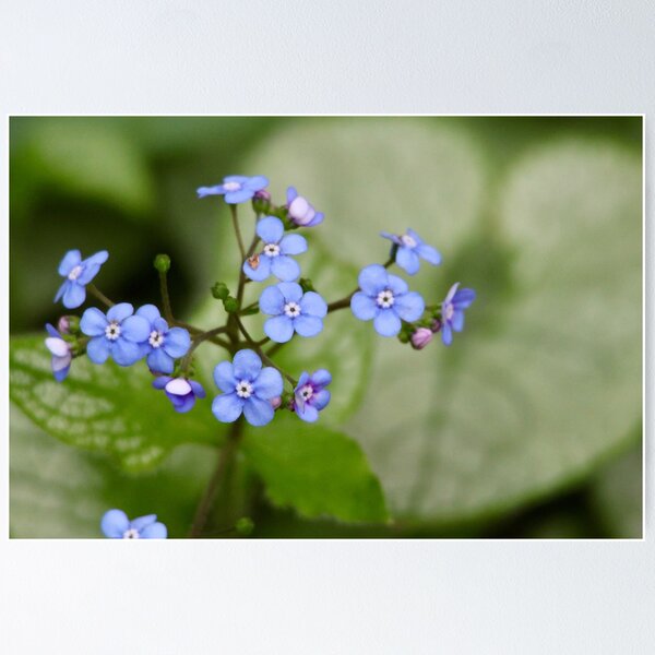 Item preview, Siberian Bugloss Flower designed and sold by Naturally Still Photography.