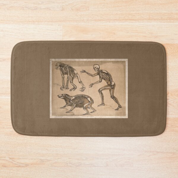 Item preview, Skeletons of a Man an Ape and a Bear lithograph by Benjamin Waterhouse Hawkins designed and sold by Amanda1775.