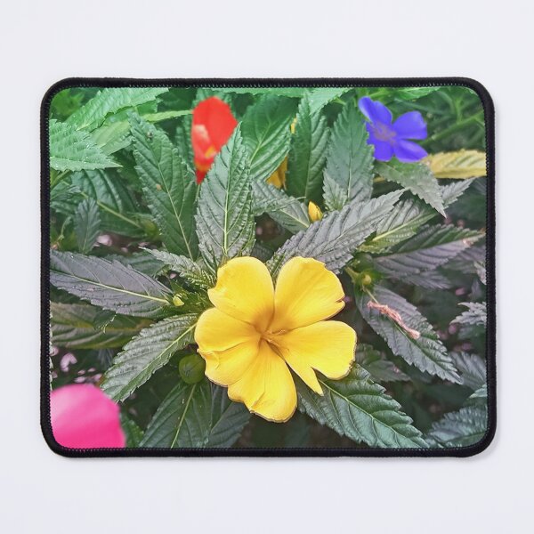 Item preview, Garden designed and sold by DeCollantes.