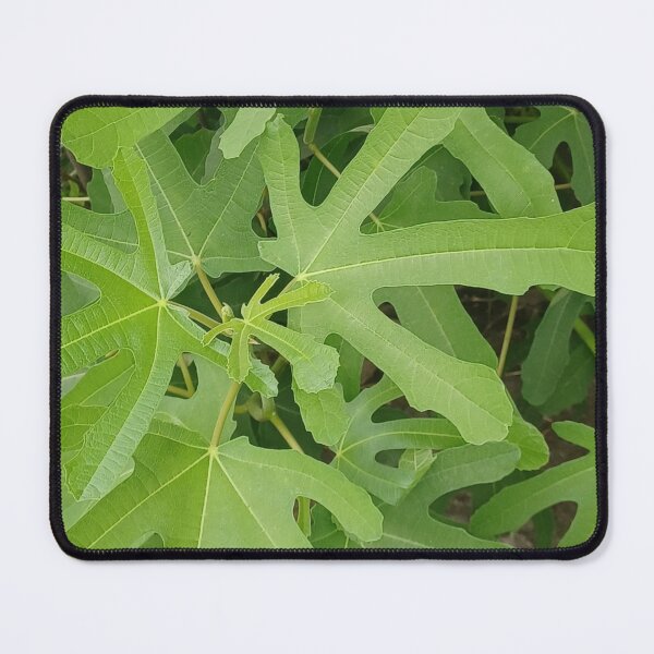 Item preview, Fig Tree Leaves Closeup Photo designed and sold by chucktownjax.