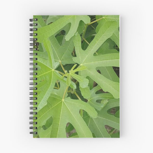 Item preview, Fig Tree Leaves Closeup Photo designed and sold by chucktownjax.