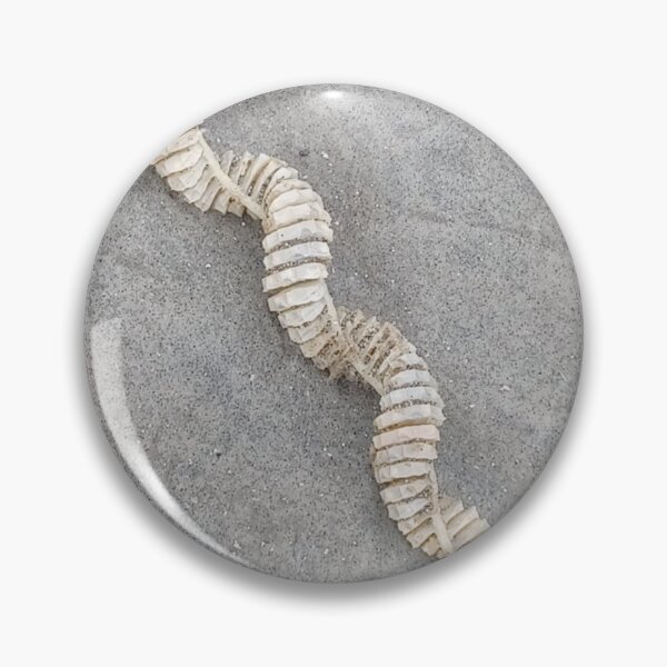 Item preview, Whelk Sea Snail Egg Casing Photo designed and sold by chucktownjax.