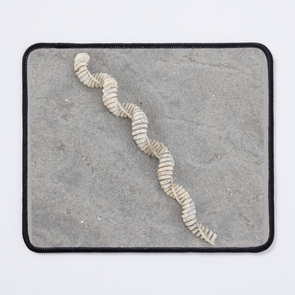 Item preview, Whelk Sea Snail Egg Casing Photo designed and sold by chucktownjax.