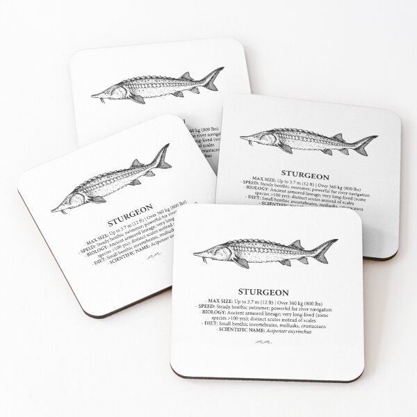 Item preview, Sturgeon Ancient Armored Fish Scientific Illustration designed and sold by MotionBanana Art.