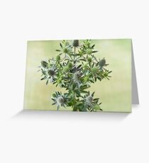 Eryngium planum 'Blue Hobbit' Blue eryngo Sea holly Greeting Card