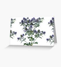 Eryngium planum 'Blue Hobbit' Blue eryngo Sea holly Greeting Card