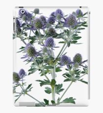 Eryngium planum 'Blue Hobbit' Blue eryngo Sea holly iPad Case/Skin