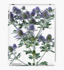 Eryngium planum 'Blue Hobbit' Blue eryngo Sea holly iPad Case/Skin