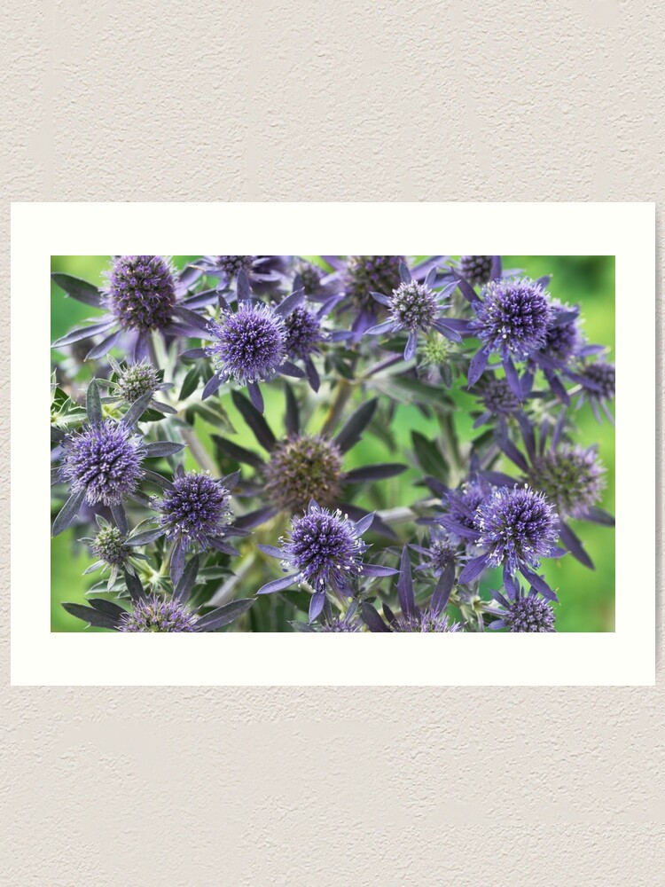 "Eryngium planum 'Blue Hobbit' Blue eryngo Sea holly" Art Print for