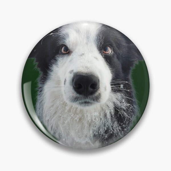 Item preview, Blettur - Border Collie  designed and sold by Askur00.