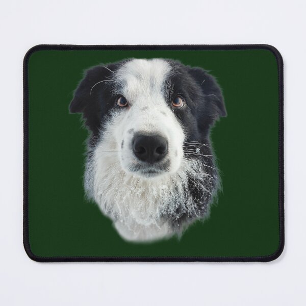 Item preview, Blettur - Border Collie  designed and sold by Askur00.