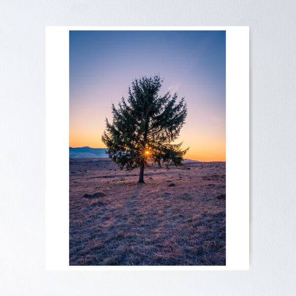 Item preview, Landscape Solitary Tree Sun Spot Photographic Print designed and sold by Mother-Nature65.