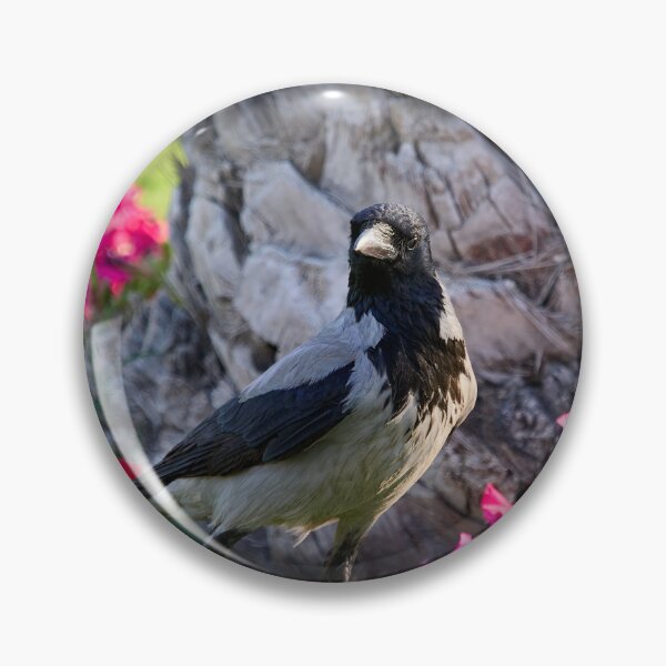 Item preview, Hooded crow. Hurghada 2026 designed and sold by Jouko Lehto Photography.