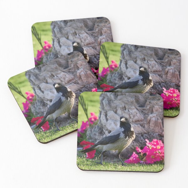 Item preview, Hooded crow. Hurghada 2026 designed and sold by Jouko Lehto Photography.