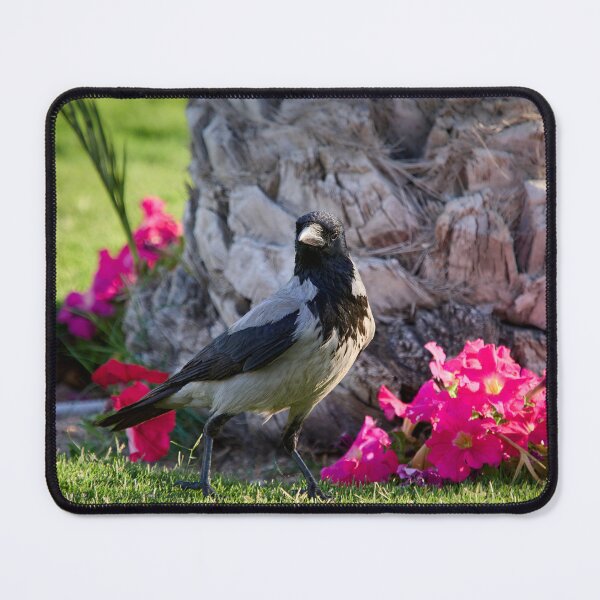 Item preview, Hooded crow. Hurghada 2026 designed and sold by Jouko Lehto Photography.