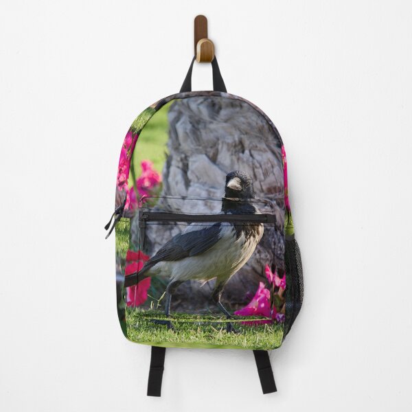 Item preview, Hooded crow. Hurghada 2026 designed and sold by Jouko Lehto Photography.
