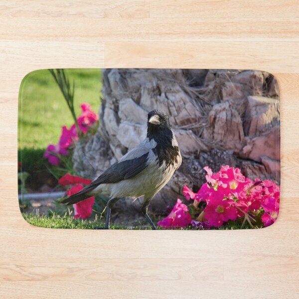 Item preview, Hooded crow. Hurghada 2026 designed and sold by Jouko Lehto Photography.
