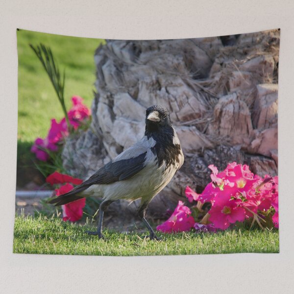 Item preview, Hooded crow. Hurghada 2026 designed and sold by Jouko Lehto Photography.