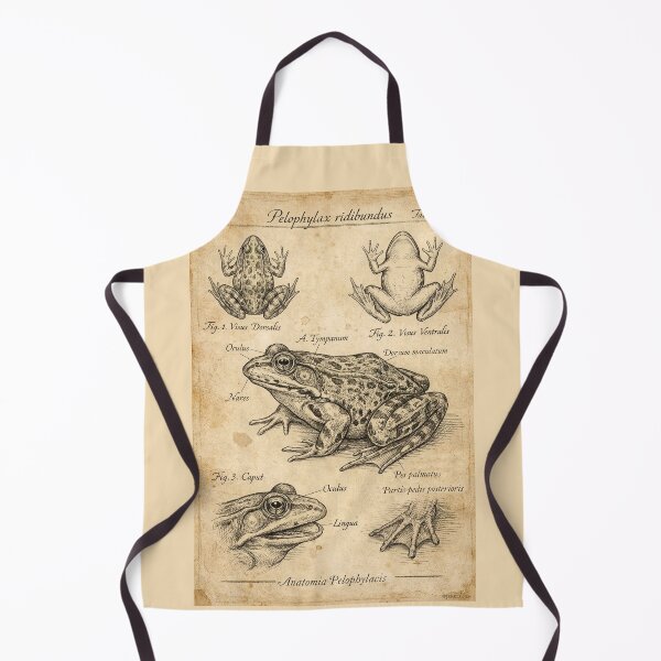 Item preview, Vintage Marsh Frog Anatomy Poster – Archival Frog Art Print designed and sold by Jeeklsdotcom.