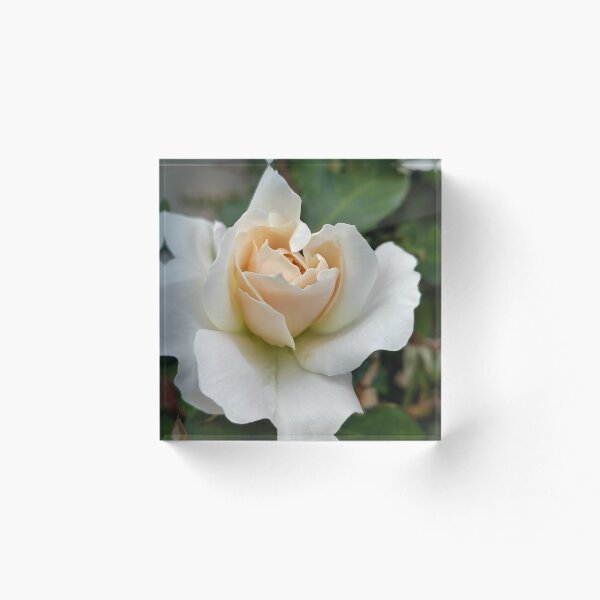 Item preview, A Champagne Moment designed and sold by SCTBUFFALOPHOTO.