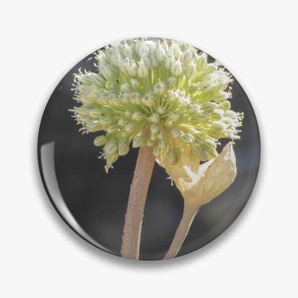 Item preview, Green Allium Flower Head Macro Closeup With Dried Leaf On Stem In Soft Bokeh designed and sold by Nmallia.