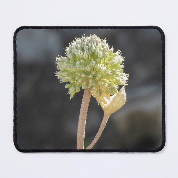 Item preview, Green Allium Flower Head Macro Closeup With Dried Leaf On Stem In Soft Bokeh designed and sold by Nmallia.