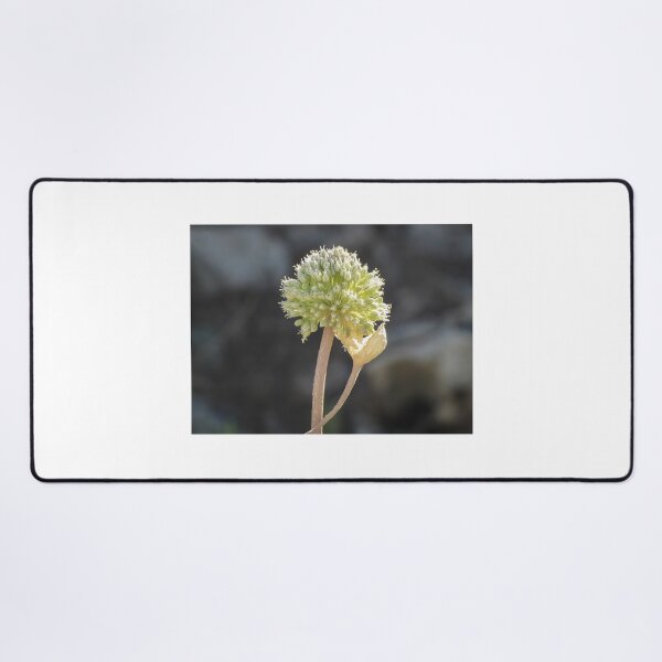 Item preview, Green Allium Flower Head Macro Closeup With Dried Leaf On Stem In Soft Bokeh designed and sold by Nmallia.