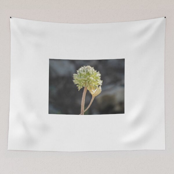 Item preview, Green Allium Flower Head Macro Closeup With Dried Leaf On Stem In Soft Bokeh designed and sold by Nmallia.