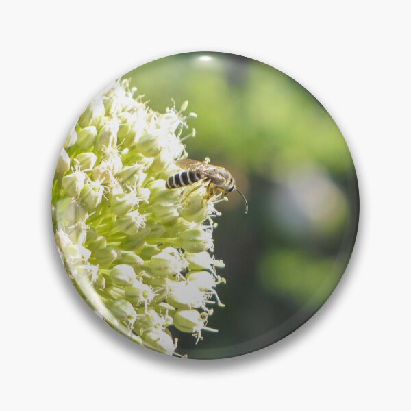 Item preview, Close-Up Of Bee Pollinating Pale Green Allium Flower Head In Soft Sunlit Garden designed and sold by Nmallia.