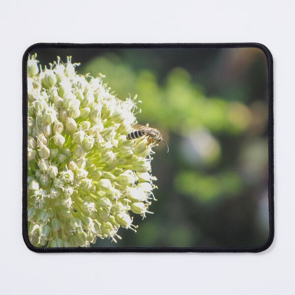 Item preview, Close-Up Of Bee Pollinating Pale Green Allium Flower Head In Soft Sunlit Garden designed and sold by Nmallia.