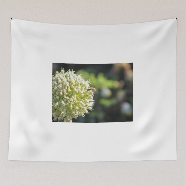Item preview, Close-Up Of Bee Pollinating Pale Green Allium Flower Head In Soft Sunlit Garden designed and sold by Nmallia.