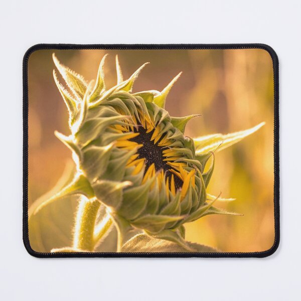 Item preview, Sunflower Opening designed and sold by Lynn Snow Images.