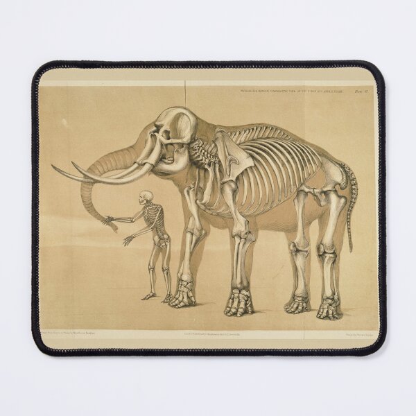 Item preview, Comparative View of the Human and Elephant Frame by Benjamin Waterhouse Hawkins designed and sold by Amanda1775.