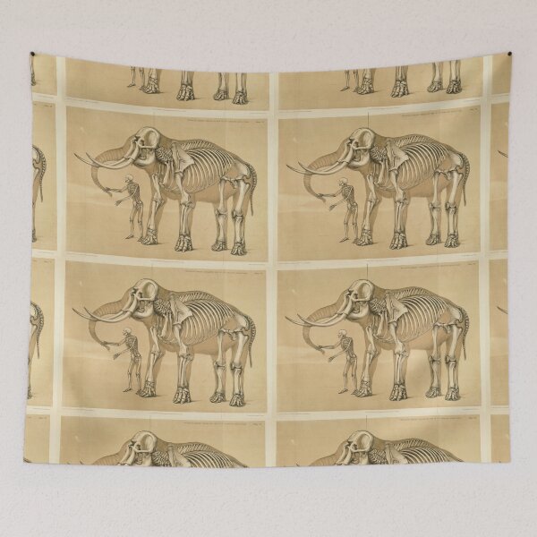 Item preview, Comparative View of the Human and Elephant Frame by Benjamin Waterhouse Hawkins designed and sold by Amanda1775.